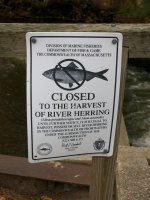 Herring Run IMG 4196